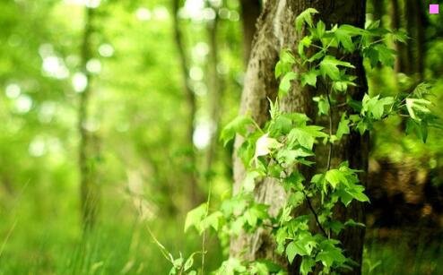 三麦家瑜出生那年
