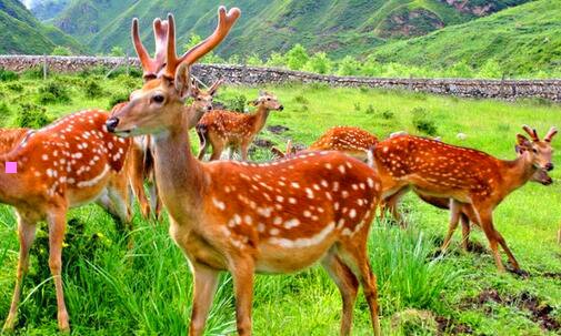 二黄金汤铁泉亚洲第一泉