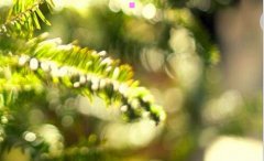 青岛城阳世纪公园-城阳世纪公园现在开放吗