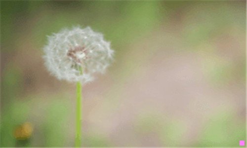 二槲寄生的寓意