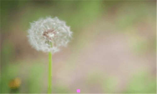 二槲寄生的寓意