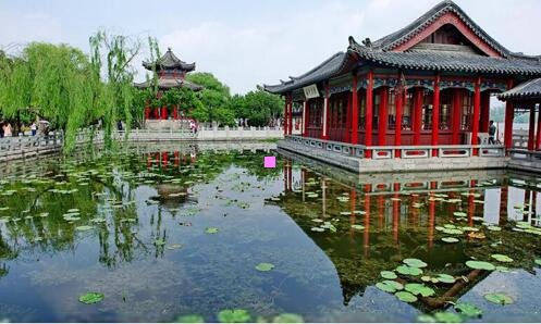一阴阳师萤草