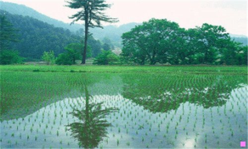 二lynskey还是moots好