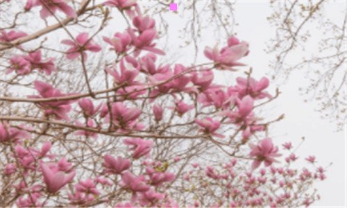 一美容棒