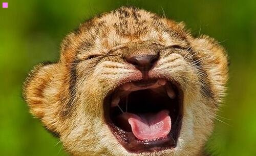 二水观音植物有毒吗