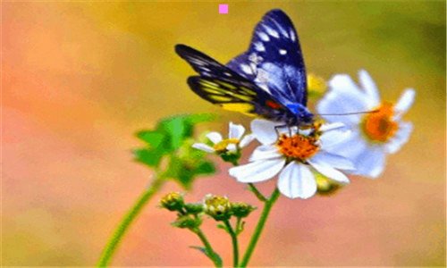 二50花样馄饨的包法图解