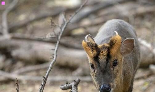 二景顺长城中小板