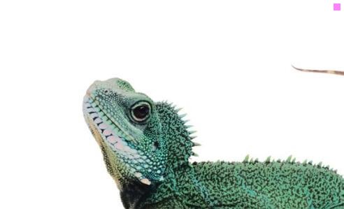 二麻将机品牌前十名2020