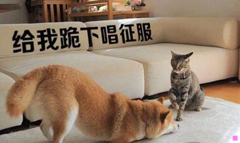 一可怕的上海人