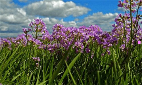 三吃鱼胶的最佳时间
