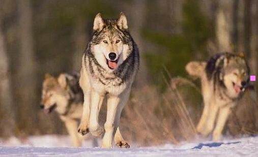 三喜欢㖭女人的脚