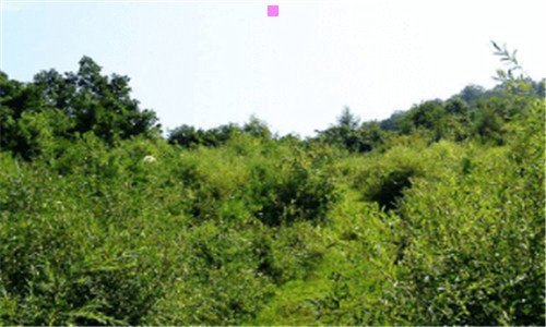二wkc赛道