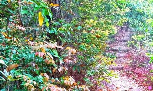 三问苍茫大地作文