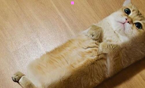 一这是一个神奇的网站