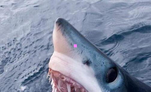 三福特猛禽2020年最新款