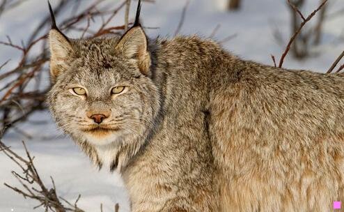 三揭秘地球:最强探险家 小说