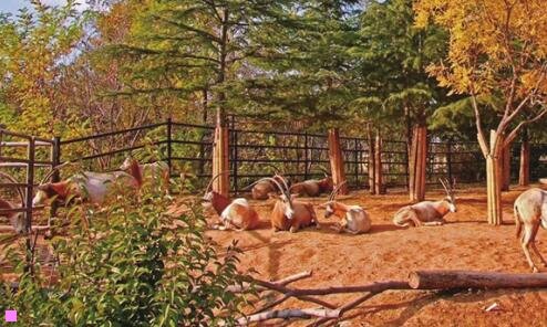 二王朝茶社一片天空