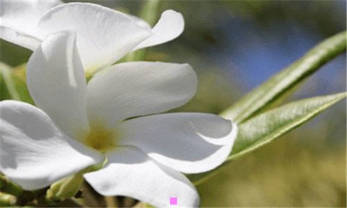 三英菲克pw1鼠标宏设置