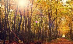 初音家族-37个初音未来角色