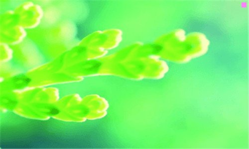 三367集死神动漫下载