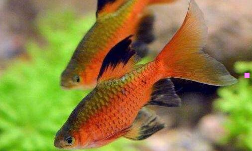 一刺客信条攻略