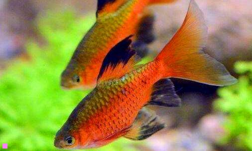 一小学生励志歌曲100首