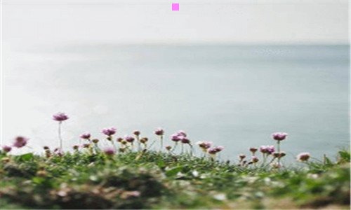一龙血树