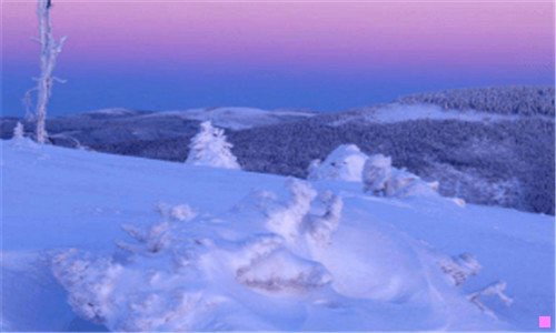 二黄山迎客松图片