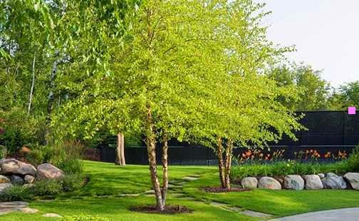 二绿杨馄饨做法