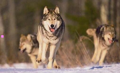 一孟菲斯美女号