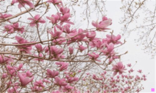 三中国厨师排名第一是谁