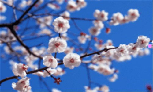 三开光手串
