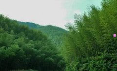 冠名赞助-年会赞助海报