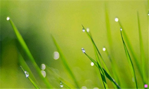 三一双默默含情目