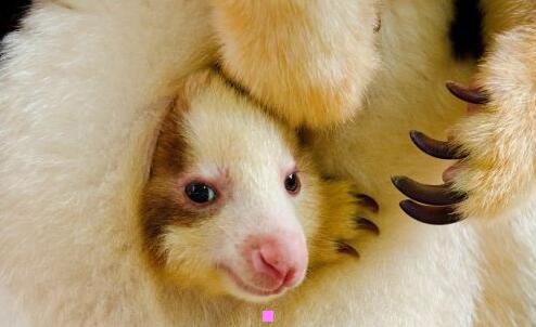 二福岛50死士现状