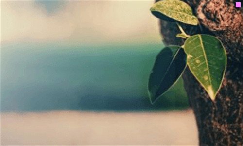 一郑州紫燕百味鸡