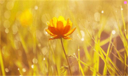 二台湾槟榔双子星荖叶荖花