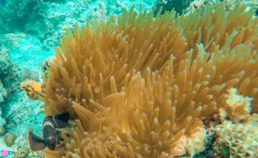 三书卷的图片大全大图