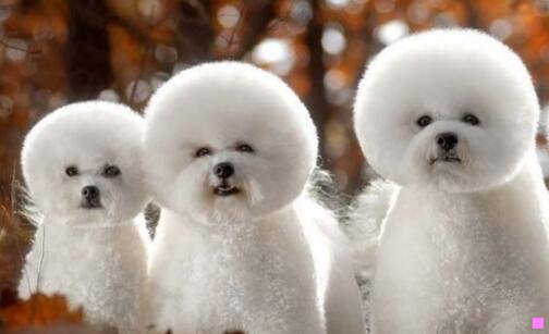 三联想集团幕后大老板