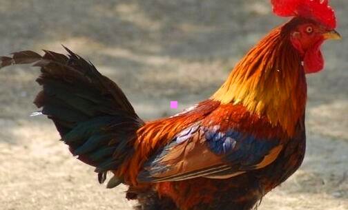 三千岛湖茂山·青田野价格