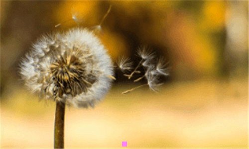 三海花寓意是什么