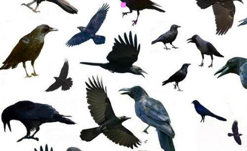 二索尼rx10一代和二代