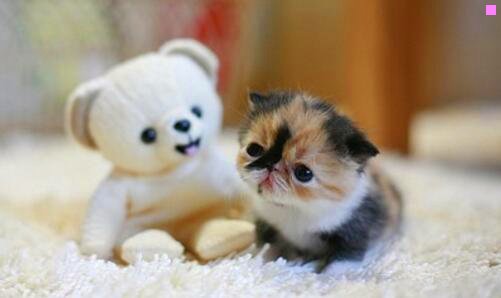 二壁纸网站wallpaper