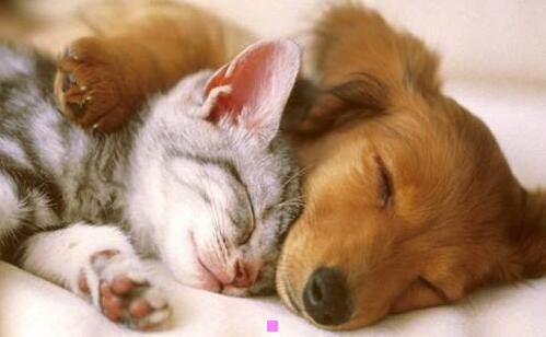 三唐朝乐队梦回唐朝