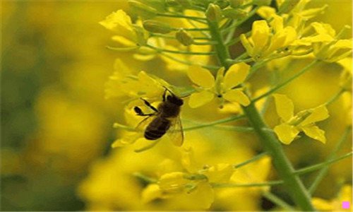 二花色是什么意思网络