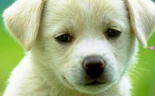 三净雅餐饮集团