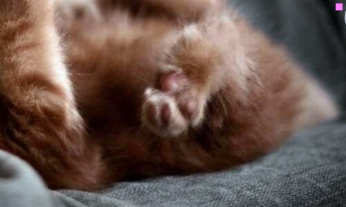 一八角金盘图片