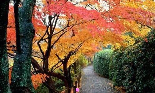 二全世界前十流氓的节日