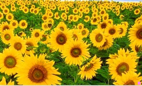 二报考警校近视眼怎么办