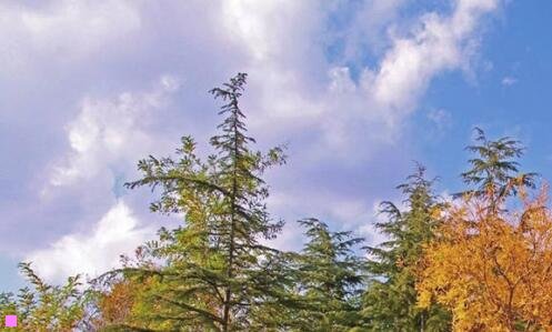 三巴城牌阳澄湖大闸蟹官网